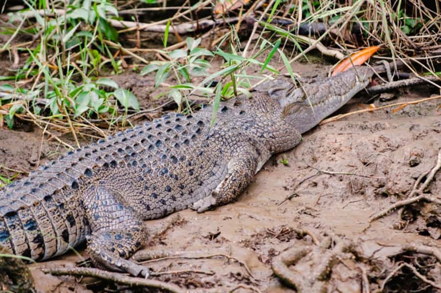 Daintree: Guided Daintree River Wildlife Cruise - One hour through the mangroves