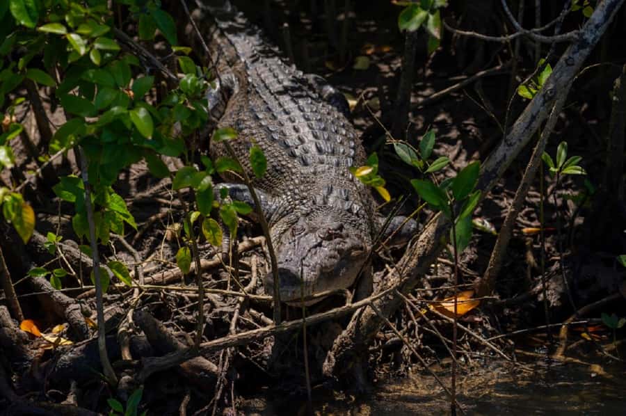 Daintree: Guided Daintree River Wildlife Cruise - Crocodile watching without a guarantee