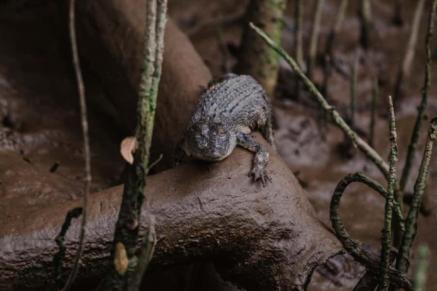Daintree: Guided Daintree River Wildlife Cruise - Who should choose this cruise?