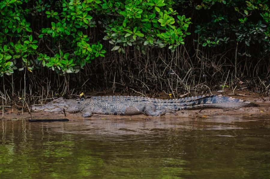 Daintree: Guided Daintree River Wildlife Cruise - Should you book the Daintree River cruise?