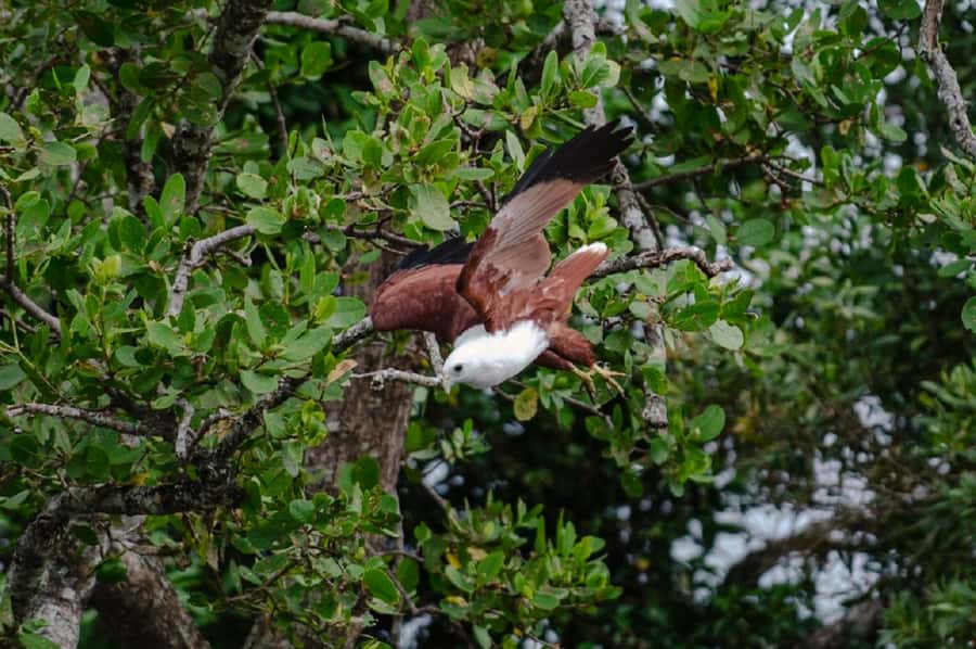 Daintree: Guided Daintree River Wildlife Cruise - Starting at Bruce Belcher & Son Daintree River Cruises