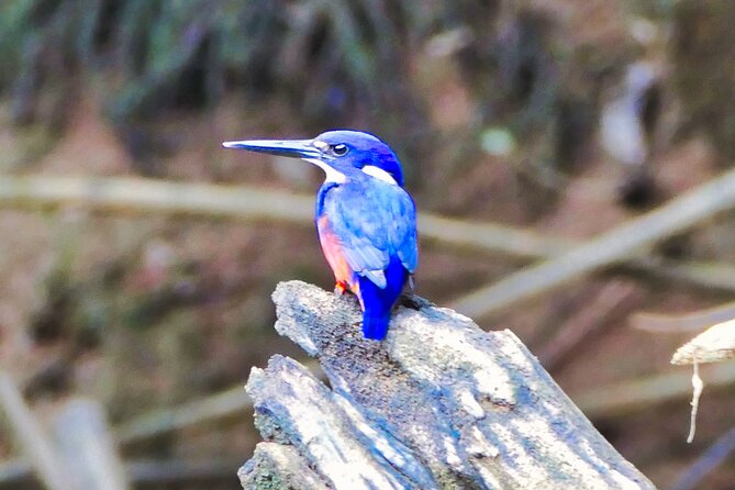 Daintree River Cruise - A quiet hour among crocodiles and rainforest