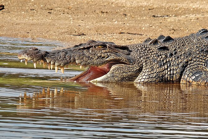 Daintree River Cruise - Choose your river section carefully