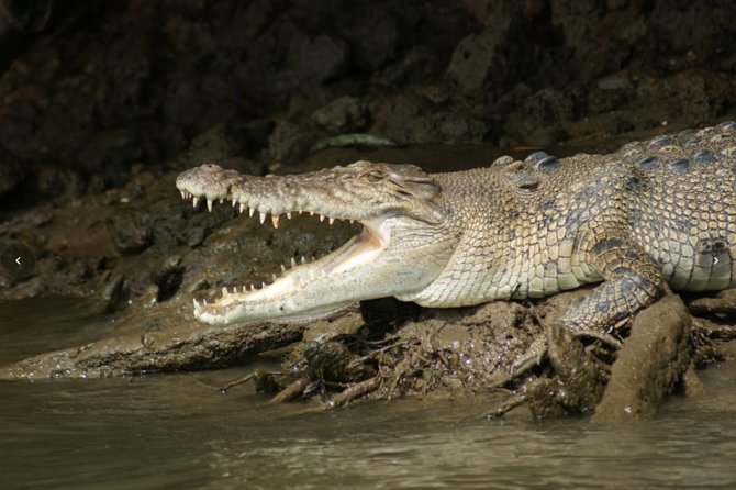 Daintree River Cruise - Is it good for families?