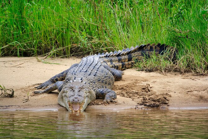 Daintree River Cruise - Price, value, and what you are really buying