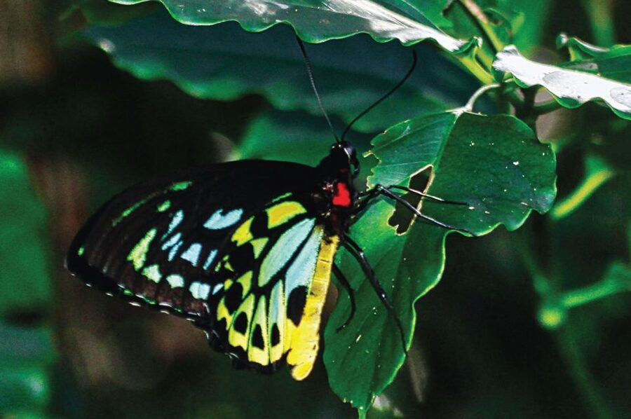 Daintree: River Rainforest Crocodile & Wildlife Cruise (DV) - Should you book the Daintree River cruise?