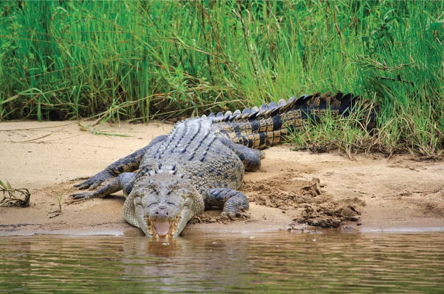 Daintree: River Rainforest Crocodile & Wildlife Cruise (DV) - Why the Daintree River makes a good wildlife outing