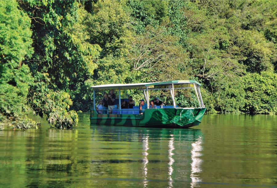 Daintree: River Rainforest Crocodile & Wildlife Cruise (DV) - The Lower Daintree route and its mangroves