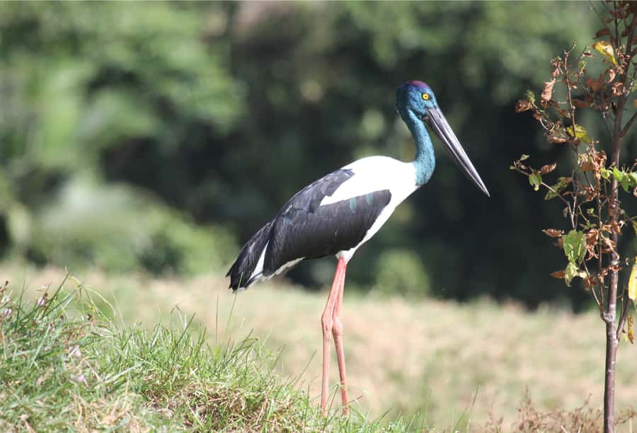 Daintree: River Rainforest Crocodile & Wildlife Cruise (DV) - What you might actually see