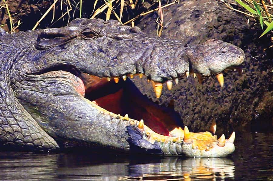Daintree: River Rainforest Crocodile & Wildlife Cruise (DV) - Price, pass value, and the small print that matters