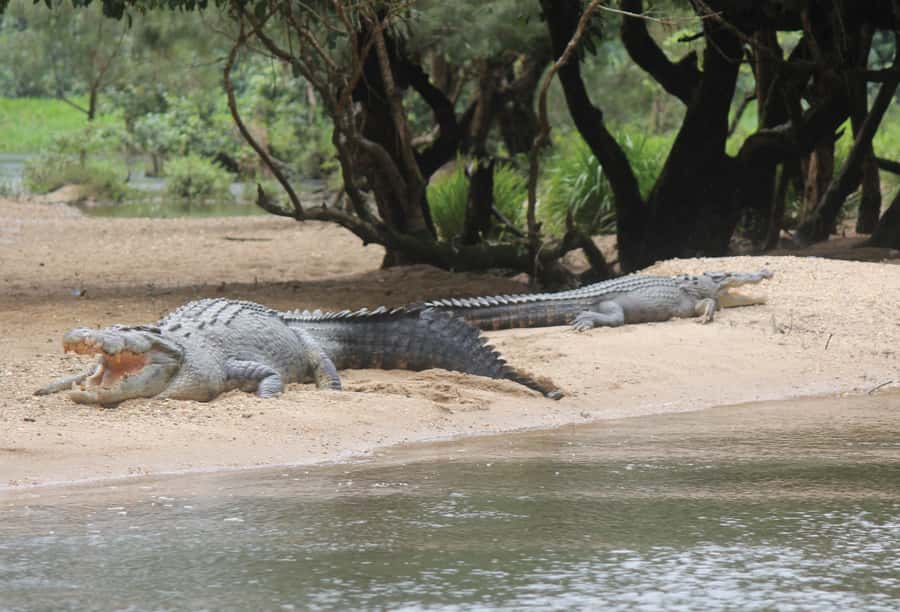 Daintree: River Rainforest Crocodile & Wildlife Cruise (DV) - Who will enjoy this cruise most