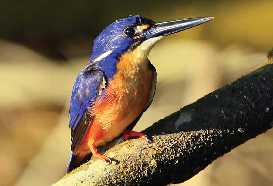 Daintree: River Rainforest Crocodile & Wildlife Cruise (DV) - The Upper Daintree route from Daintree Jetty