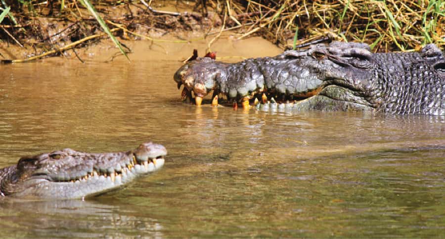 Daintree River Rainforest: Crocodile & Wildlife Cruises (DG) - Why the Daintree River makes a good wildlife stop