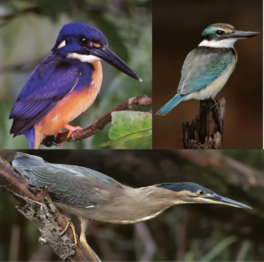 Daintree River Rainforest: Crocodile & Wildlife Cruises (DG) - The crocodile search, from hatchlings to large males