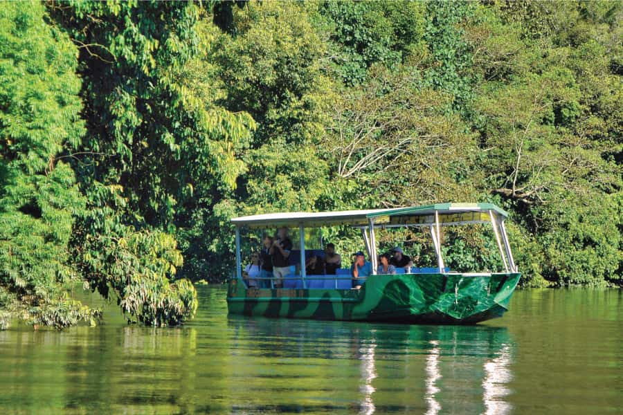 Daintree River Rainforest: Crocodile & Wildlife Cruises (DG) - One hour through mangroves and rainforest