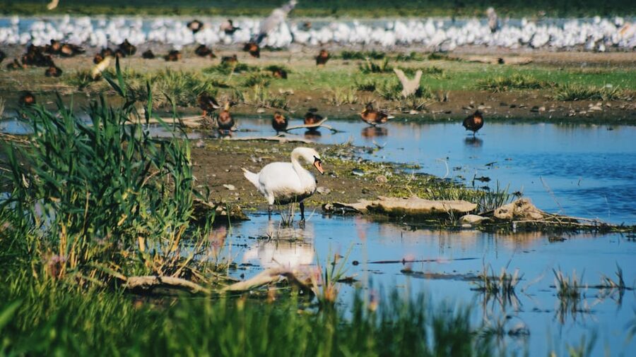 Danube Delta: Boat Tour Through the Water Lily Reserve - Entering the Danube Delta from Murighiol