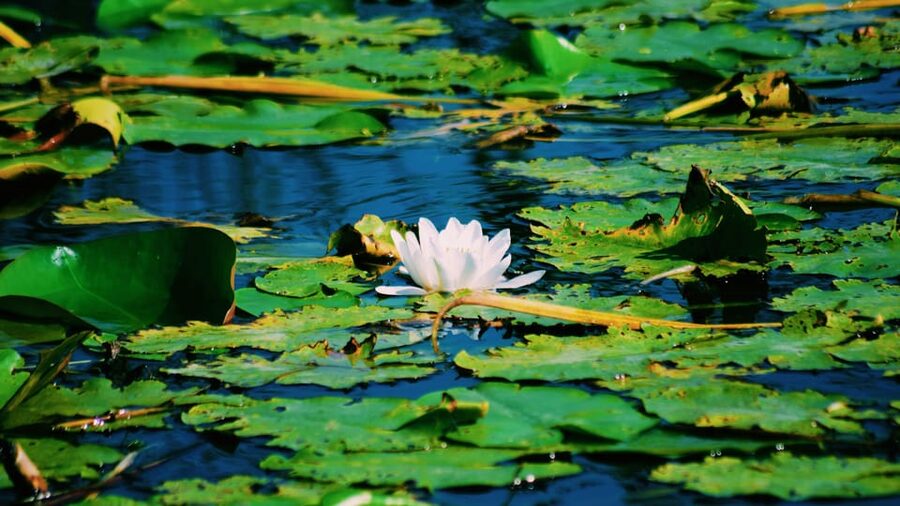 Danube Delta: Boat Tour Through the Water Lily Reserve - The Water Lily Reserve at a gentle pace