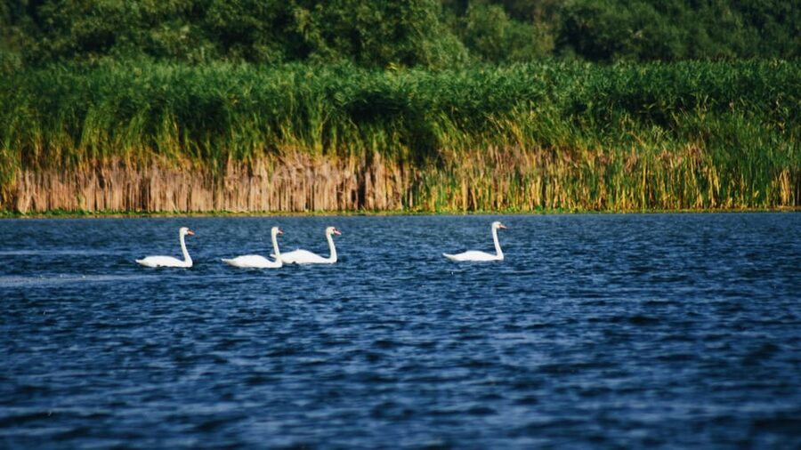 Danube Delta: Boat Tour Through the Water Lily Reserve - Looking for pelicans, herons, and cormorants