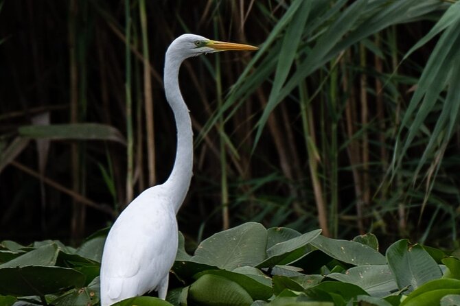 Danube Delta - Private Tour with Boat Trip & Traditional Lunch - Port Tulcea and the boat journey