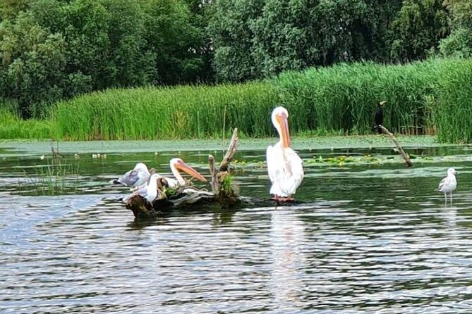 Danube Delta - Private Tour with Boat Trip & Traditional Lunch - What you may see on the water