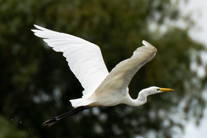 Danube Delta - Private Tour with Boat Trip & Traditional Lunch - What the $227.70 price really buys