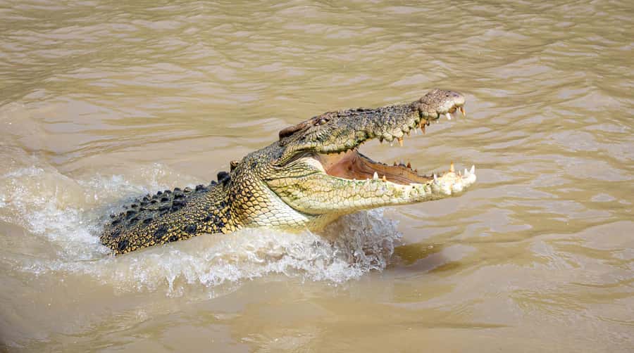 Darwin: Adelaide River Cruises, Jumping Crocodile Experience - Key points to know before you book