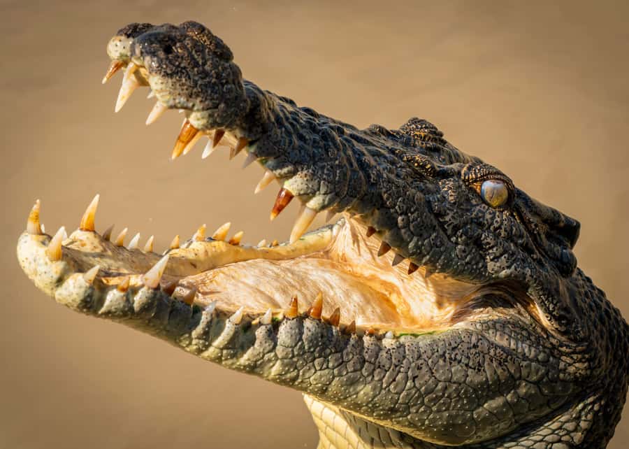 Darwin: Adelaide River Cruises, Jumping Crocodile Experience - Why the Adelaide River cruise is worth your time