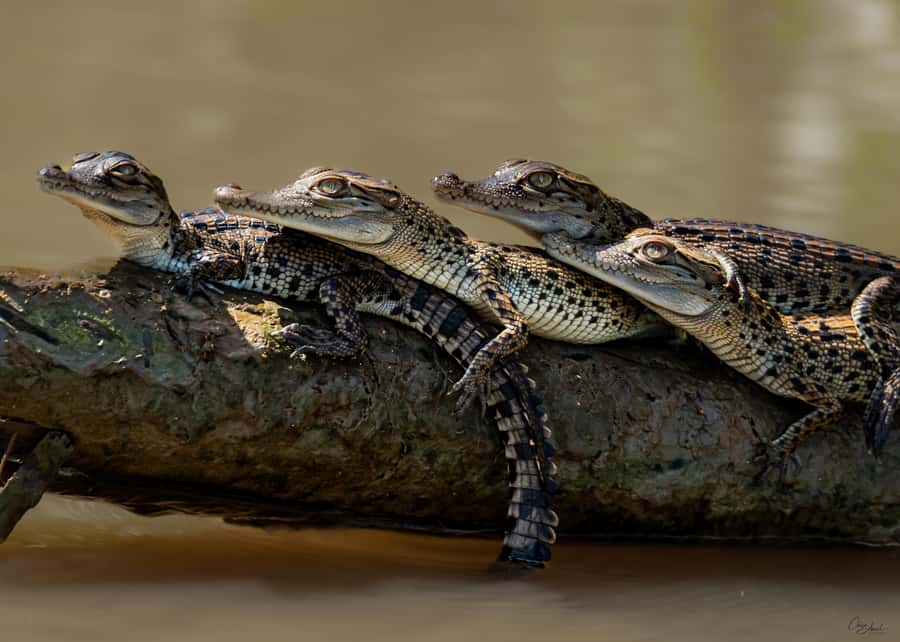 Darwin: Adelaide River Cruises, Jumping Crocodile Experience - What happens during the one-hour cruise