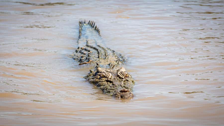 Darwin: Adelaide River Cruises, Jumping Crocodile Experience - Wildlife and the Adelaide River setting