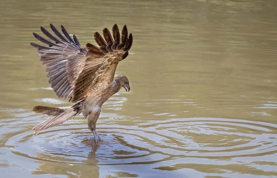 Darwin: Adelaide River Cruises, Jumping Crocodile Experience - Is one hour long enough?