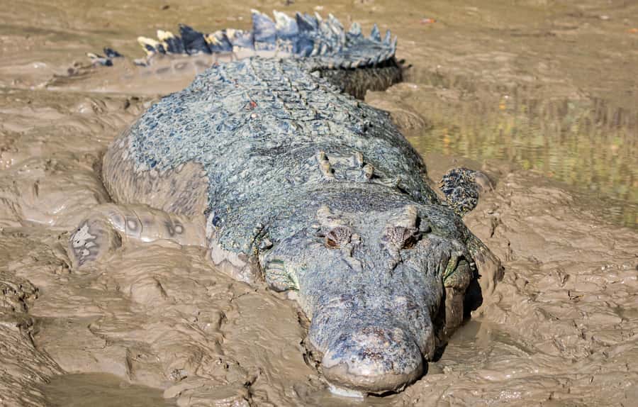 Darwin: Adelaide River Cruises, Jumping Crocodile Experience - Price, food, and practical value