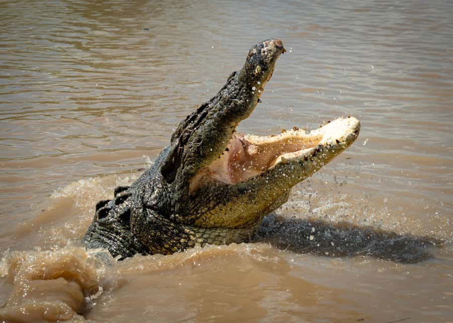 Darwin: Adelaide River Cruises, Jumping Crocodile Experience - Reaching the dock from the Arnhem Highway