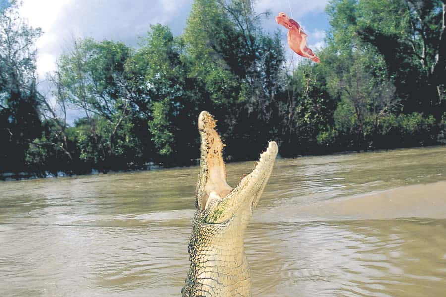 Darwin: Adelaide River Half-Day Jumping Crocs Cruise - Window on the Wetlands puts the Marrakai Plains in view