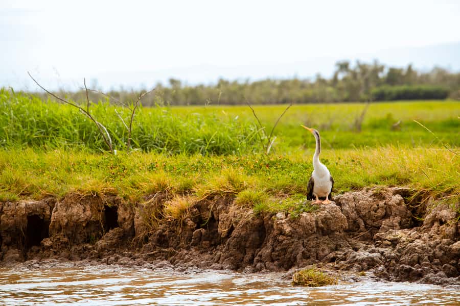 Darwin: Adelaide River Half-Day Jumping Crocs Cruise - Who will enjoy this tour most