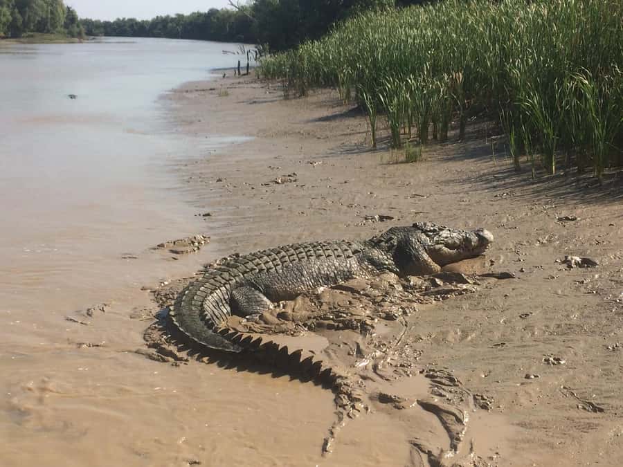 Darwin: Adelaide River Queen Original Jumping Crocodiles - Key points at a glance