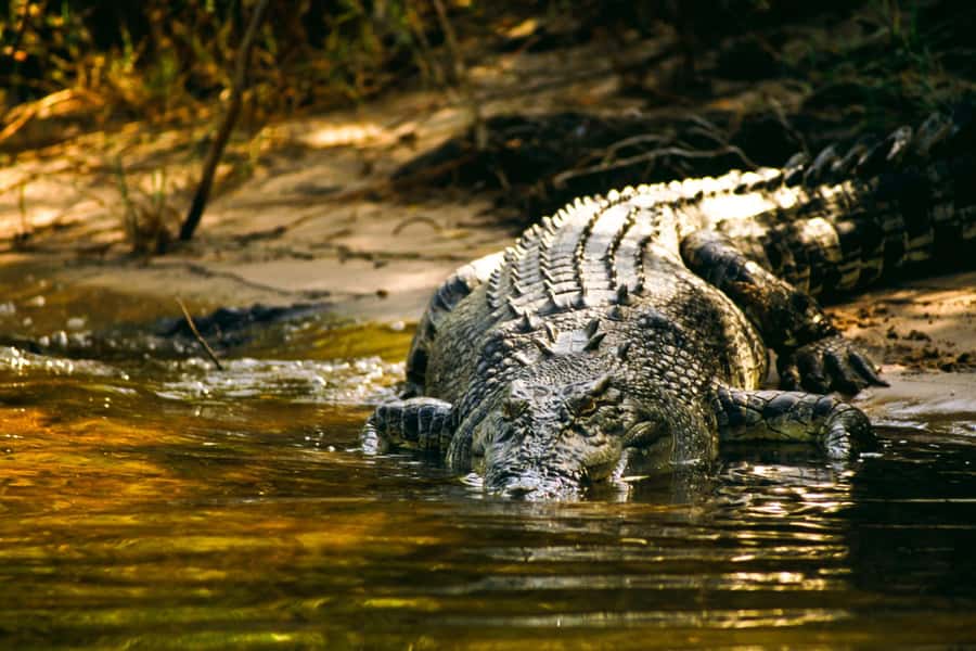 Darwin: Jumping Crocodile River Cruise with Shuttle Bus - Key points to know before you book
