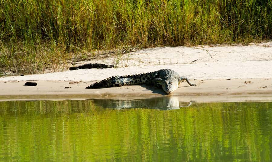 Darwin: Jumping Crocodile River Cruise with Shuttle Bus - Should you book it?