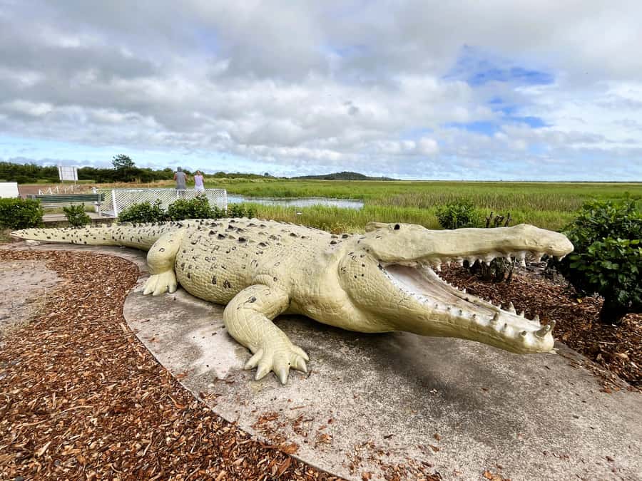 Darwin: Jumping Crocodile River Cruise with Shuttle Bus - More than crocodiles on the river