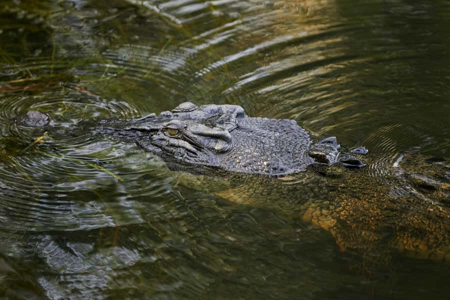 Darwin: Jumping Crocodile River Cruise with Shuttle Bus - Is $84 a fair price?