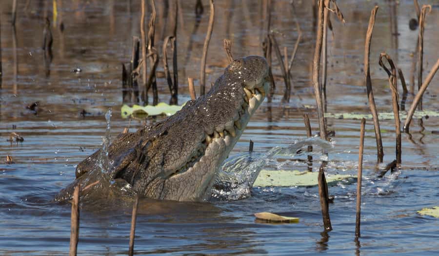 Darwin: Mary River Wetlands Wildlife Cruise with Lunch - Why the Mary River cruise is the heart of the day