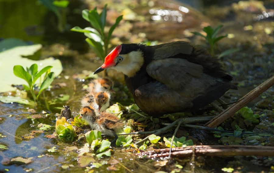 Darwin: Mary River Wetlands Wildlife Cruise with Lunch - What the guides add to the experience