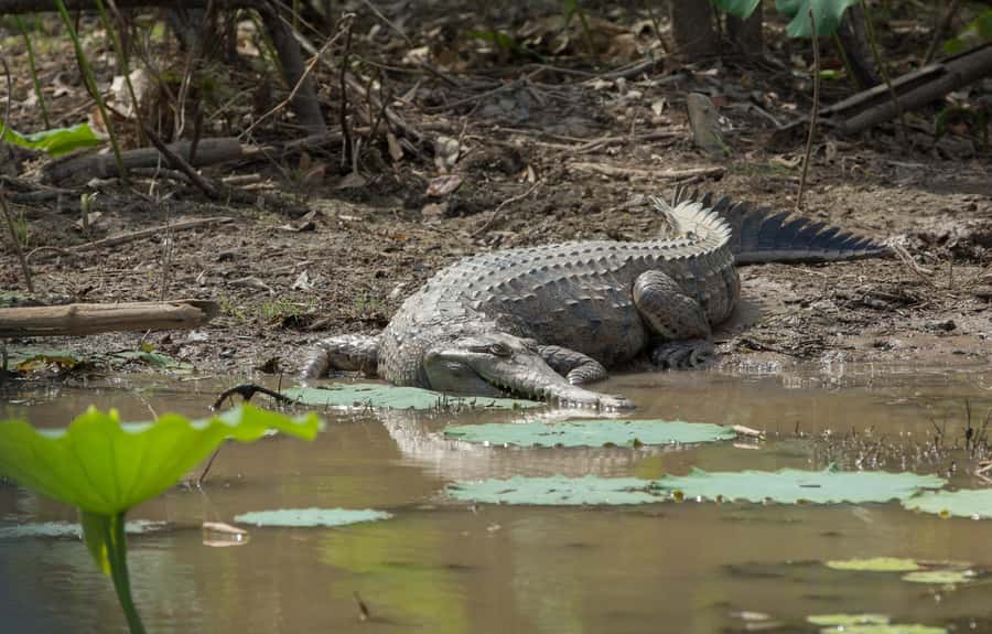 Darwin: Mary River Wetlands Wildlife Cruise with Lunch - Price, pace, and who gets good value