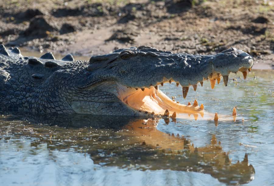 Darwin: Mary River Wetlands Wildlife Cruise with Lunch - Practical ways to enjoy the day