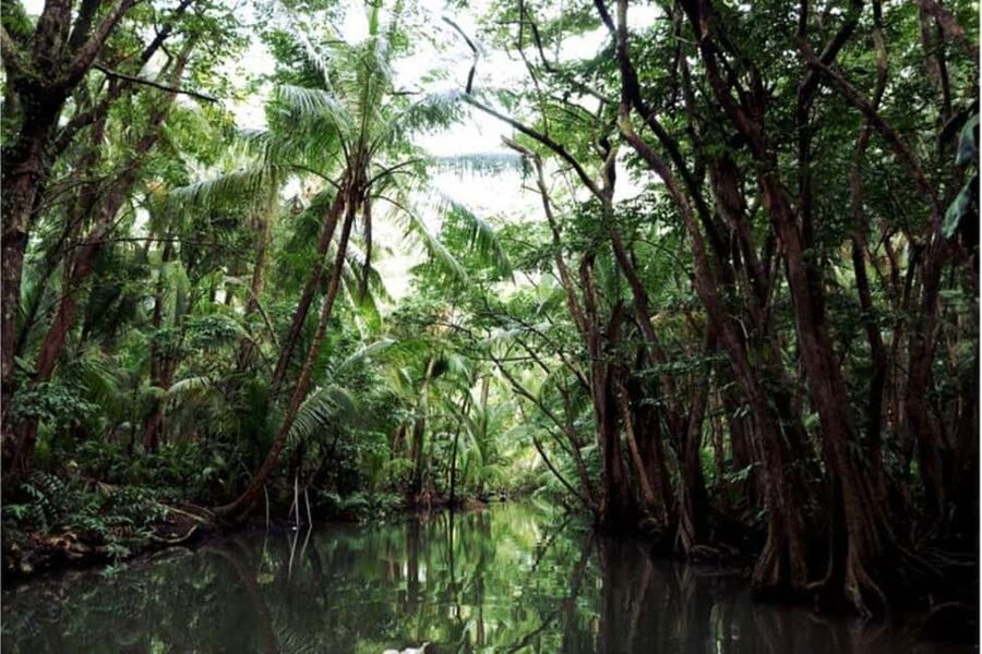 Dominica: Indian River Discovery & Beach Stop Tour - The Indian River is the main event