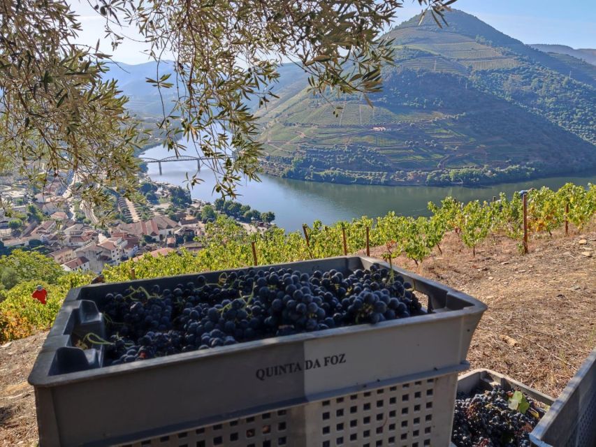 Douro Valley: (Pinhão) Quinta da Foz - Tour&Tasting 5 WINES - The vineyard walk and Douro viewpoint