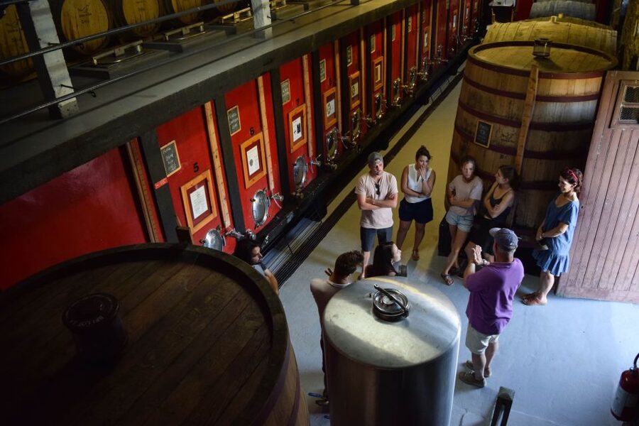 Douro Valley: Premium Port Tasting Winery Tour & River Views - Walking among grapevines and olive trees