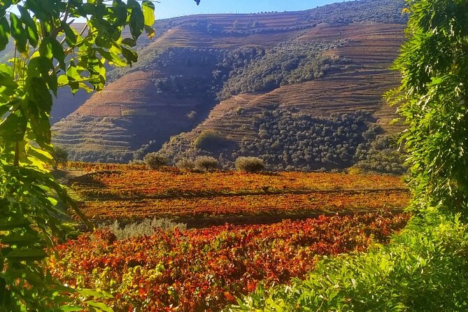 Douro Valley Prime Tour: Wine Tastings, Boat & Lunch from Porto - Port production at Quinta do Panascal