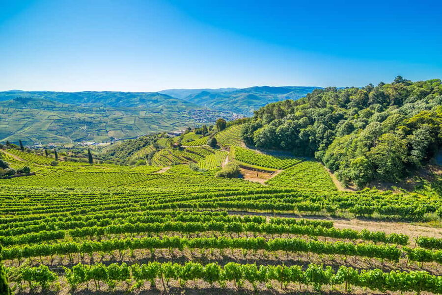 Douro Valley: Quinta Santa Júlia Tour, Wine Tasting & Lunch - Practical details that can shape your day