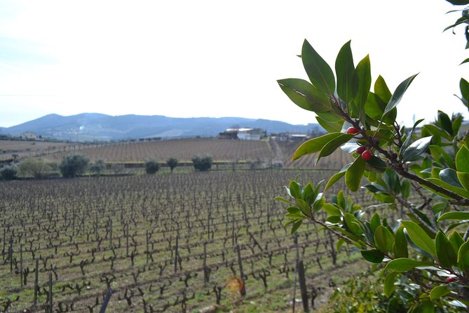 Douro Valley Tour: 2 Vineyard Visits, River Cruise, Winery Lunch - Four courses and Douro wine in Sabrosa