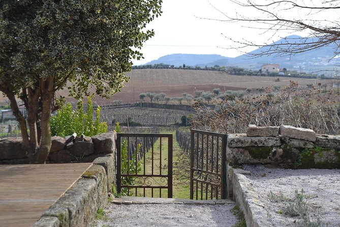 Douro Valley Tour: 2 Vineyard Visits, River Cruise, Winery Lunch - The cellar visit and Port tasting